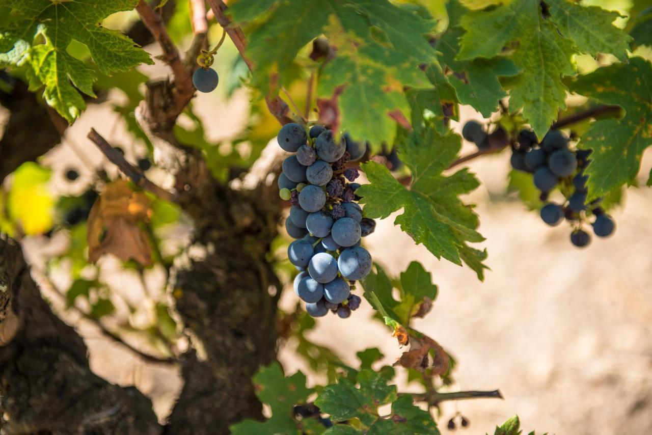 Viglione Wine Resort Сантерамо-ін-Колле Екстер'єр фото